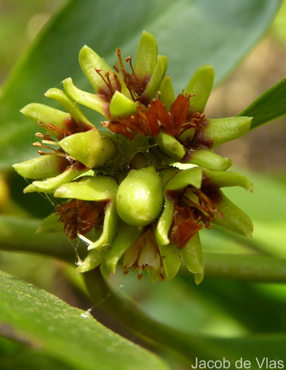 Ceriops tagal (Perr.) C.B.Rob.